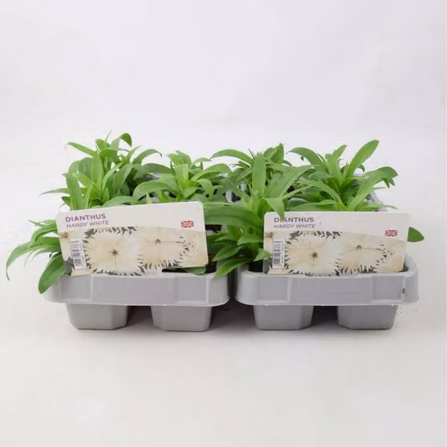 Plants By Post Dianthus White Perennial Garden Flowers, 12 Plants