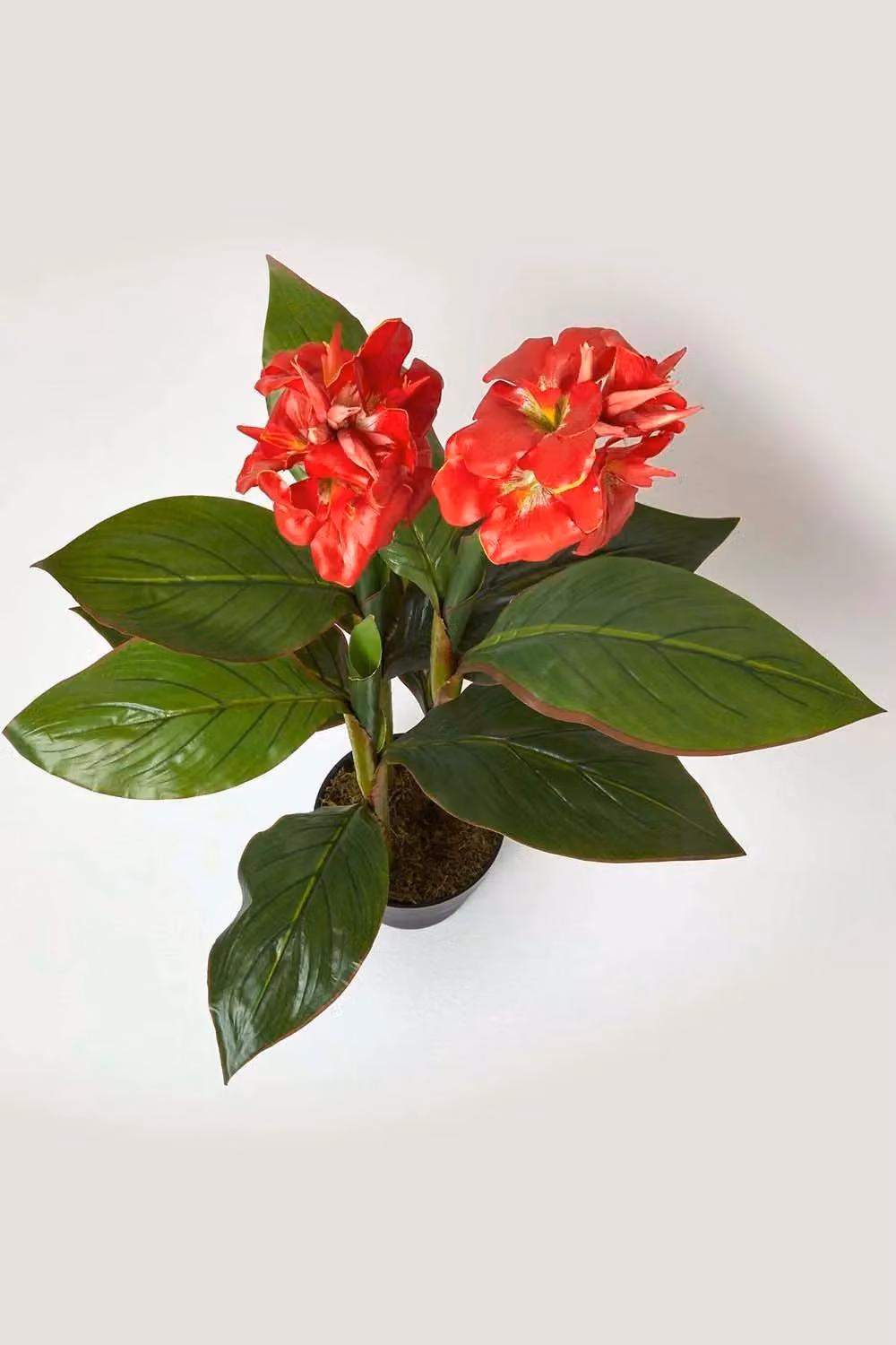 Homescapes Artificial Canna Lily Plant in Green and Red, Height: 90 cm – 2
