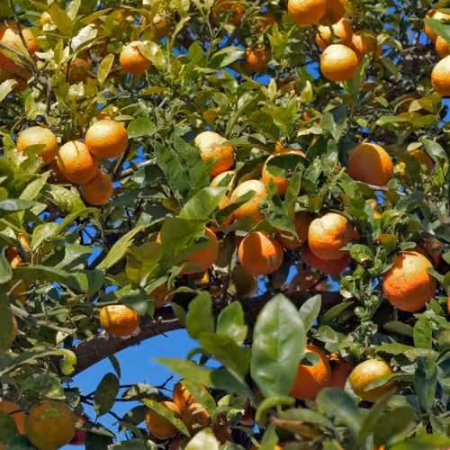 Thompson and Morgan Rangpur Lime Half-Hardy Fruit Tree with Glossy Foliage and Scented White Flowers in a 5 Litre Pot – 1
