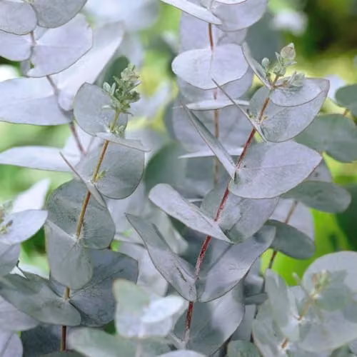 Thompson & Morgan Eucalyptus gunnii Azura Compact Hardy Cider Gum with Silvery-Blue Foliage, 6 x 9cm Potted Plants