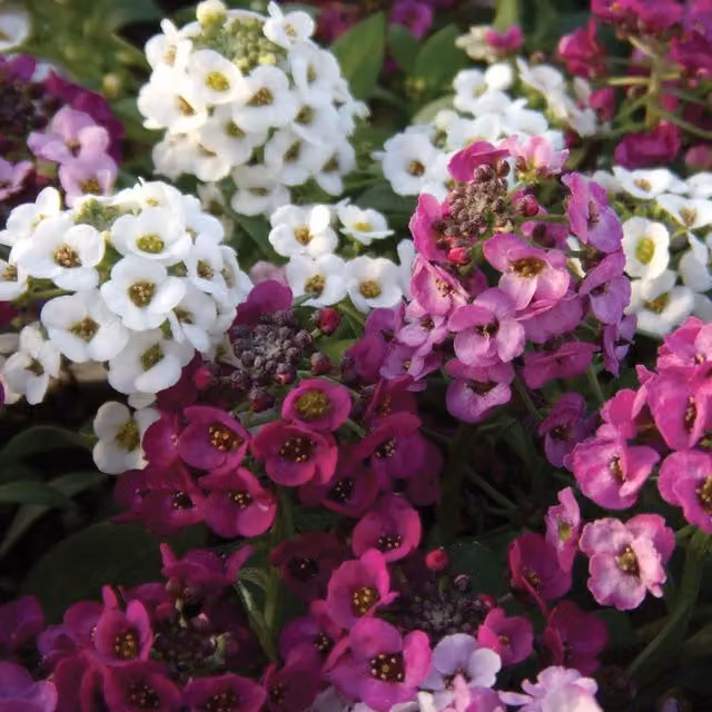 Thompson and Morgan Alyssum Clear Crystal Mixed Garden Ready Bedding Plants in Purple and White, Pack of 15