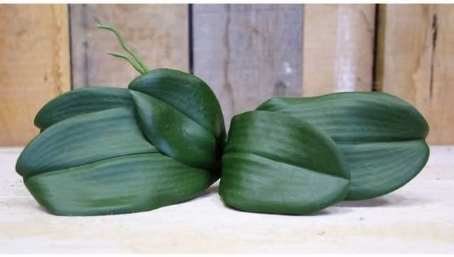 KDMD Phalaenopsis Green Leaves, 2 Pack – 1