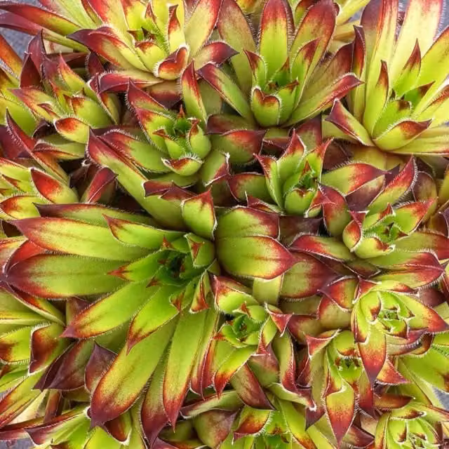Marshalls Garden Sempervivum Atlas Green and Red Potted Perennial