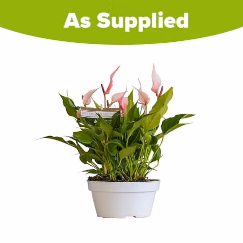 YouGarden Anthurium Lilli Pink Flamingo Flower Indoor Houseplant in 17cm Pot – 4