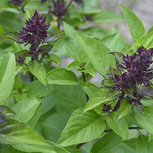 Thompson and Morgan Siam Queen Basil Herb Seeds, 75 Seeds per Packet