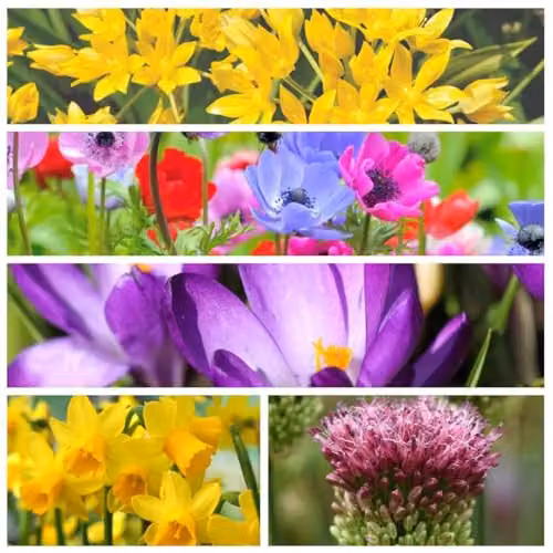 Thompson and Morgan 70 Mixed Spring Bulb Collection of Multicolour Flowering Bulbs for Borders, Rockeries and Pots