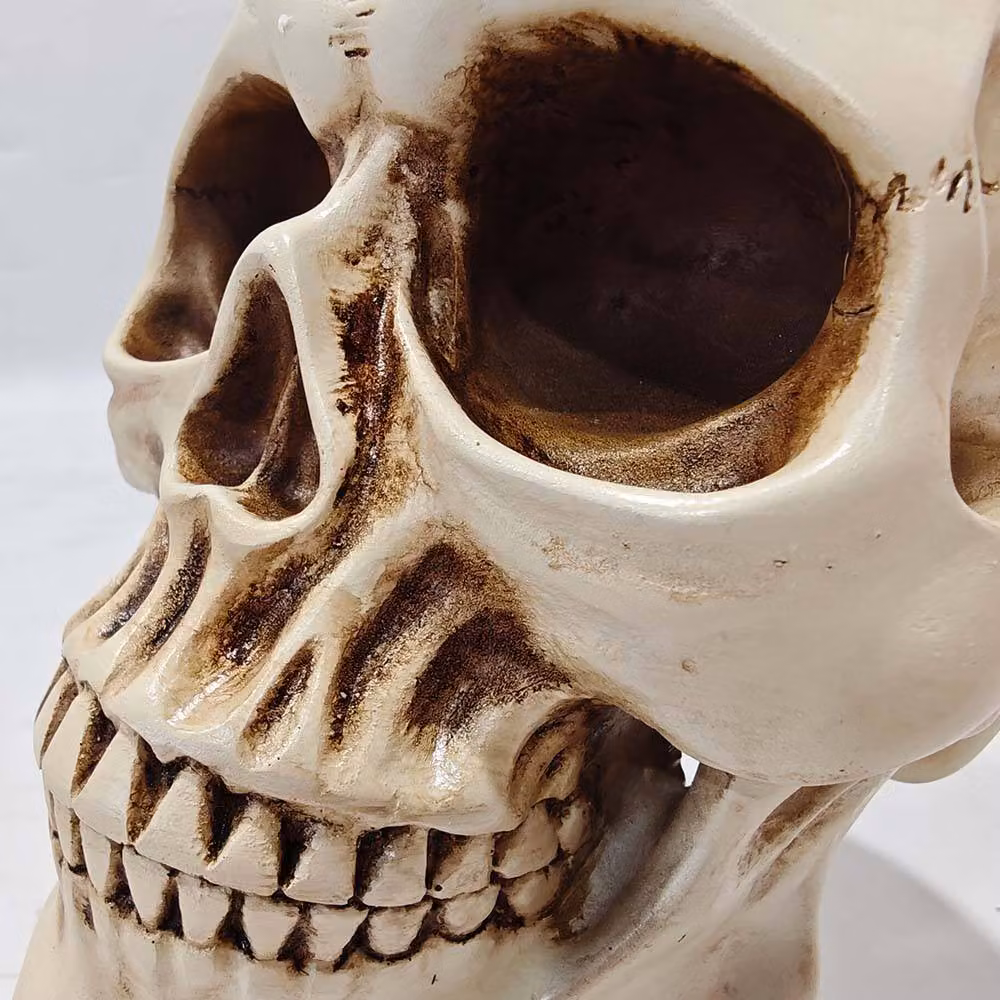 Voltico Realistic Human Skull Ornament in Beige, W/D/H: 15.0 x 12.5 x 12.5 cm – 3