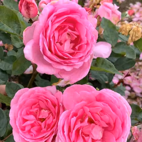 Thompson & Morgan Rose Mum in a Million Hybrid Tea Pink Bare Root Shrub Plant – 2