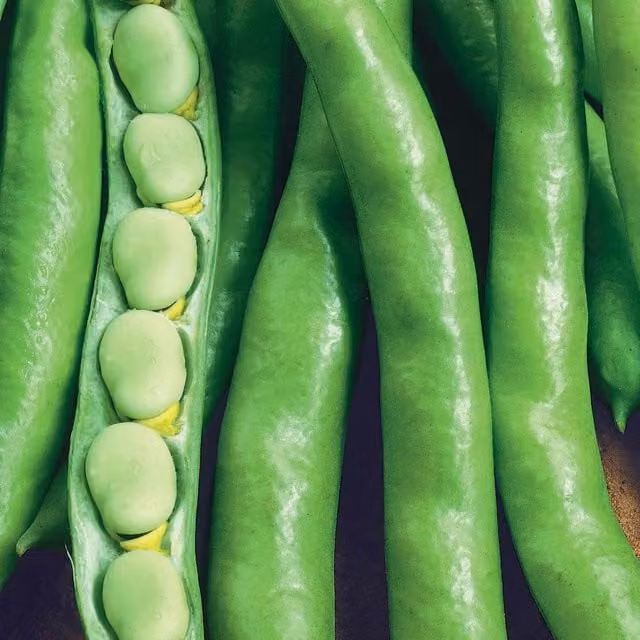 Marshalls Garden Organic Aquadulce Broad Bean Seeds, White, 50 Seeds