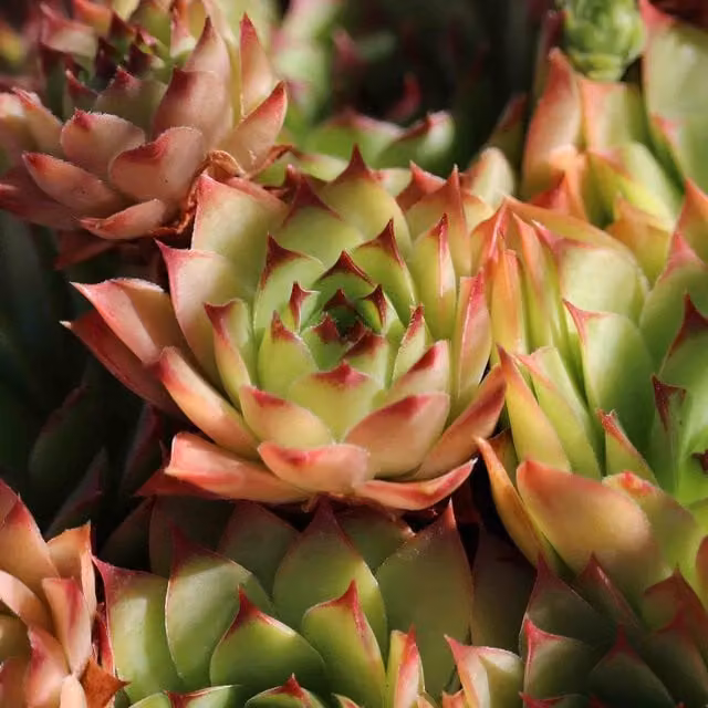Unwins Sempervivum Livingstone Ornamental Flower Seeds in Green and Red