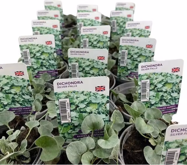 Plants by Post Dichondra Silver Falls Perennial Ground Cover Plants with Silvery-green Trailing Foliage, 3 x 9cm Pots