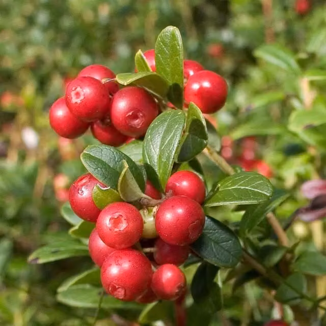Marshalls Garden Lingonberry Pink Berry Bush Shrub, 2L