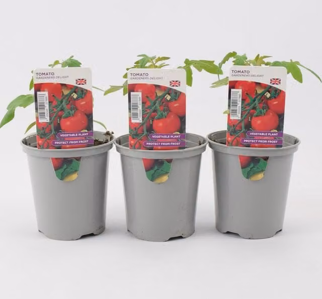 Plants By Post 3 Pack of Sweet Cherry Tomato Plants in 9cm Pots