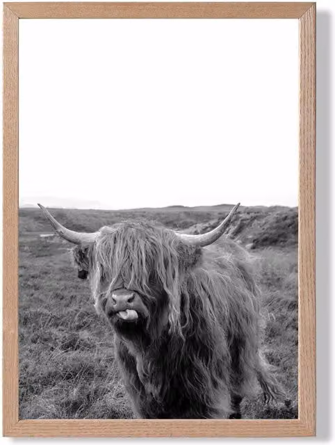 ARTZE Cheeky Highland Cow Black and White Animal Photo Framed Print with Oak Frame, A3