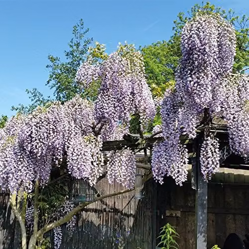 Thompson & Morgan Purple Scented Hardy Climbing Wisteria Potted Plant for Outdoor and Cottage Gardens, 1.5 Litre Pot