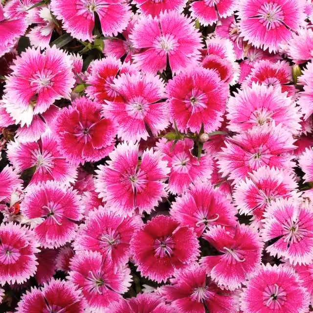 Plants by Post Dianthus Hardy Violet Picotee Fragrant Perennial Outdoor Plants, 2 x 1L Pots