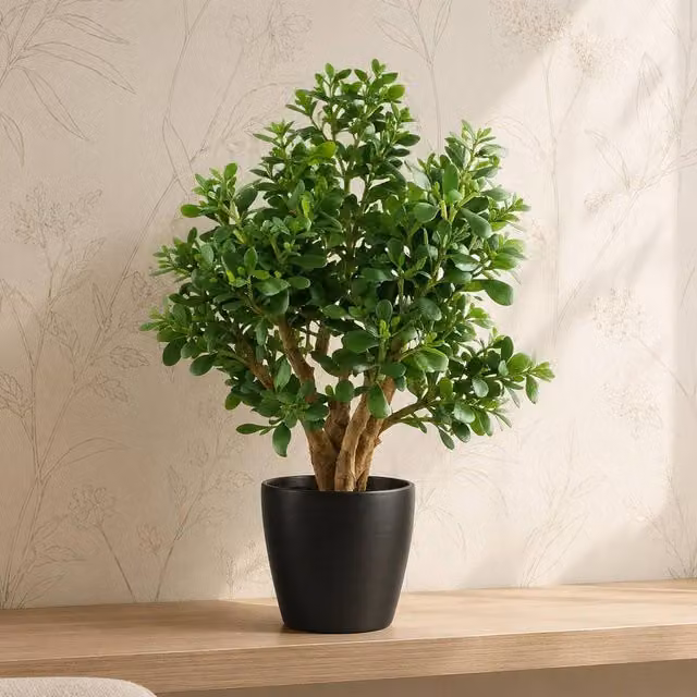 Leaf Premium Deluxe Artificial Jade Plant in Green, Height: 70 cm