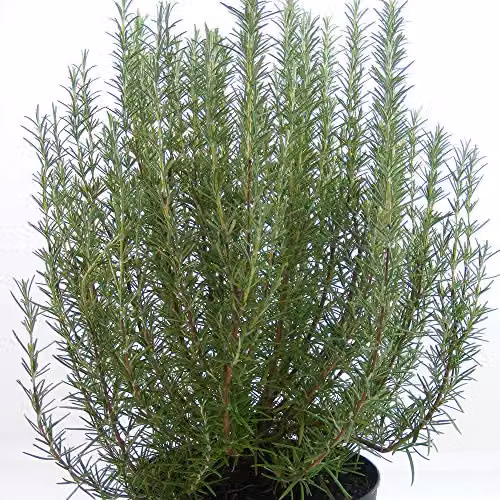 Thompson & Morgan Hardy Herb Rosemary Roman Beauty Evergreen Ornamental Shrub, 2 x 3 Litre Pots