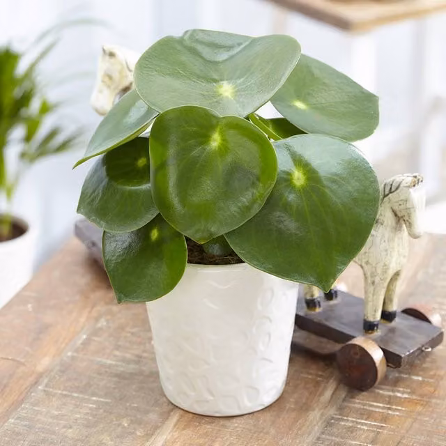 Primrose Peperomia Polybotrya Raindrop Green Indoor Foliage House Plant in a 12cm Ceramic Pot, Height: 25 cm