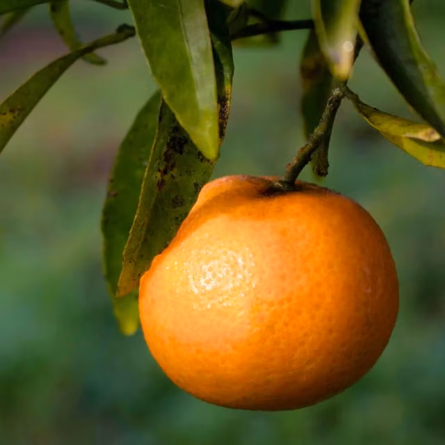 Plants By Post Mini Clementine Fruit Tree, Potted Indoor and Outdoor Flowering Citrus Plant, Orange and Green