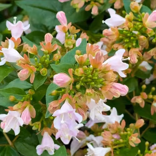 Thompson & Morgan Abelia x grandiflora Raspberry Profusion Ornamental Flowering Shrub, Pink and Purple, 3 Litre Pot – 2