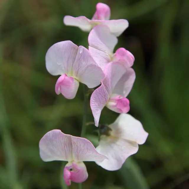 Plant Theory Lathyrus Latifolius Rosa Perle White Flowering Climbing Plant, Green