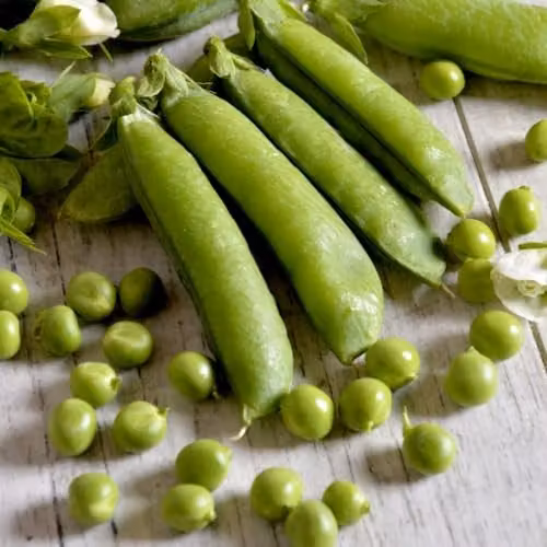 Thompson & Morgan Pea Telephone Heirloom Maincrop Climbing Variety Vegetable Seeds