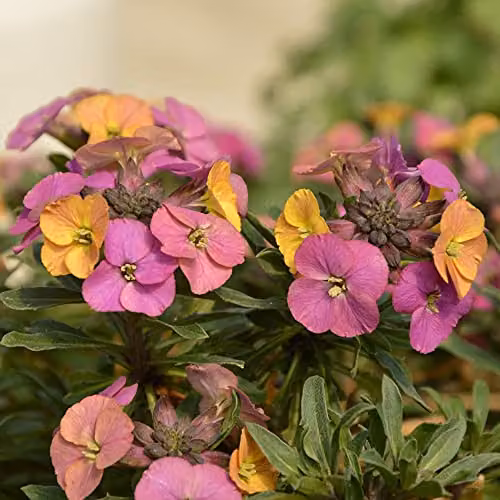 Thompson and Morgan Erysimum Artist Paintbox Hardy Perennial Flowering Garden Plants, 3 x Jumbo Plug Plants, Multicolour – 4