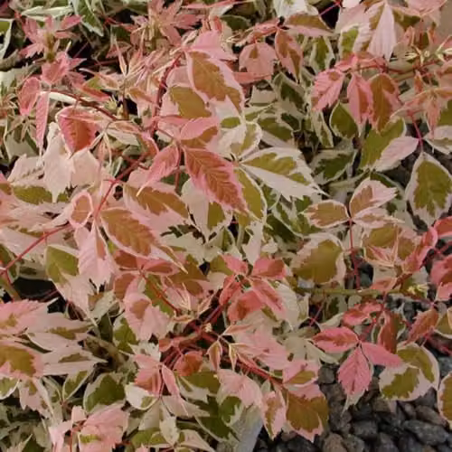 Thompson & Morgan Acer negundo Flamingo Maple Tree with Pink, Green and White Variegated Foliage, 3 Litre Potted Plant – 2