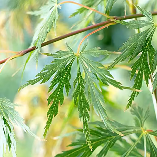 YouGarden Japanese Acer palmatum Dissectum Deciduous Ornamental Tree, Green, Orange and Red, 3L Pot – 2