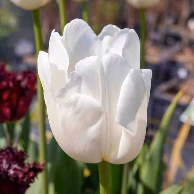 Marshalls Garden White Tulip Clearwater Flower Bulb