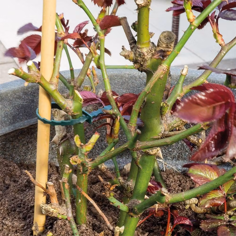 St Helens Home & Garden Adjustable Plant Ties, Green, Pack of 50, 16.5 cm – 2