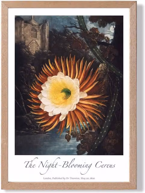 ARTZE Vintage Floral Night-Blooming Flower Framed Print, Orange and Multicolour Oak Frame