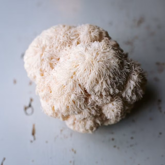 Plant Theory Grow Your Own Lions Mane Mushroom Kit in Off-White