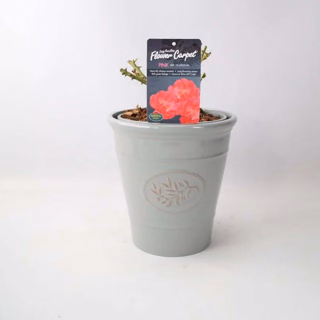 Plants By Post Rose Flower Carpet Pink Fragrant Hardy Ground Cover Rose, 4L Pot