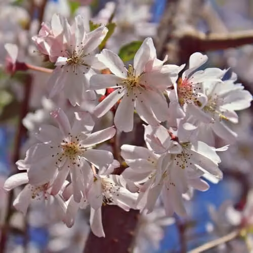 Thompson & Morgan Prunus x subhirtella Autumnalis Rosea Winter Flowering Cherry Tree with Pale Pink Blooms, 12 Litre Pot