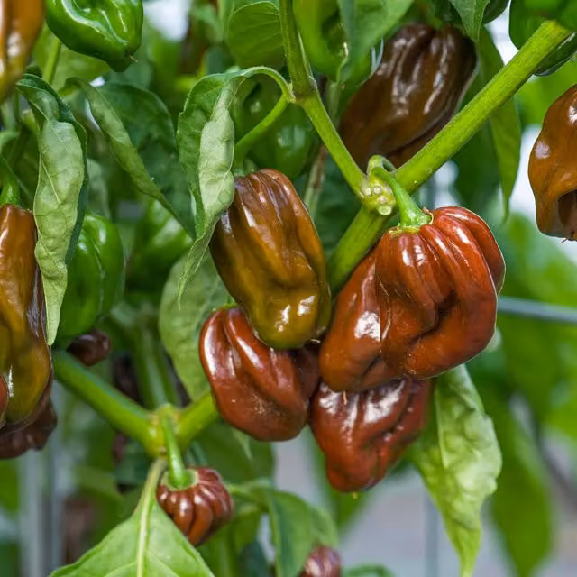 Marshalls Garden Habanero Chocolate Chilli Pepper Seeds, Brown