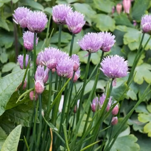 Thompson & Morgan Chives Herb Plant Allium schoenoprasum, 3 x 1 Litre Potted Plants