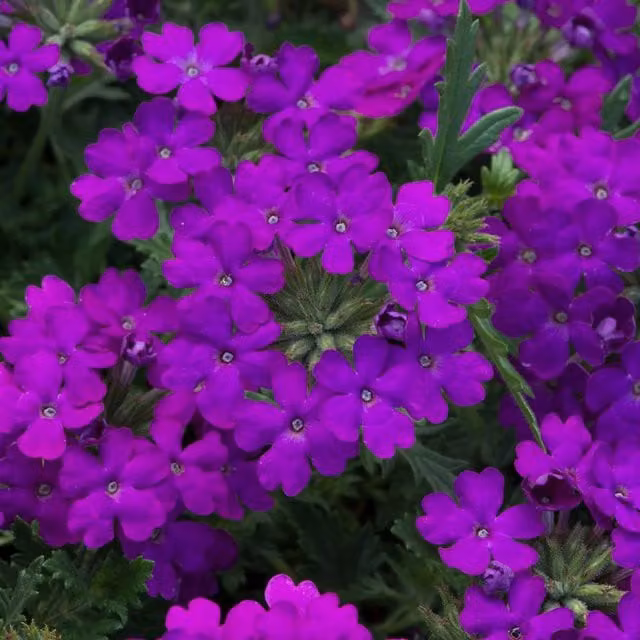 Plant Theory Set of 3 Enchantment Purple Verbena Bedding Plants in 9cm Pots