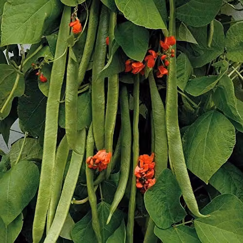 Thompson and Morgan Benchmaster Runner Bean Seeds, 40 Seeds per Packet – 1