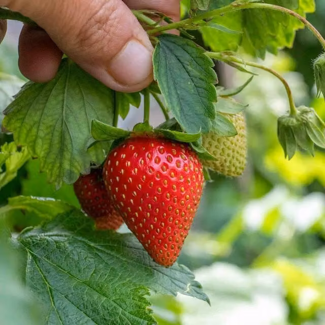 Unwins Delician F1 Strawberry Seeds, Green