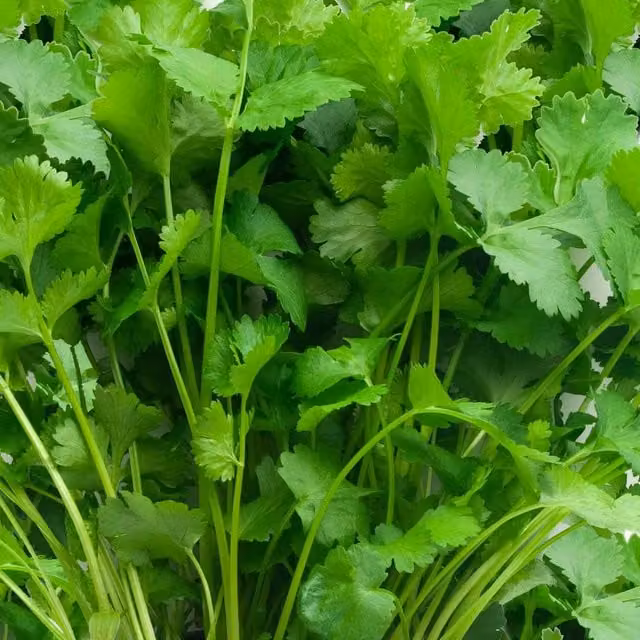 Marshalls Garden Coriander Cruiser Herb Seeds, 250 Pack, Green