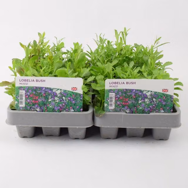 Plants By Post Mixed Lobelia Bush Bedding Plants, 24 Plants, Multicolour