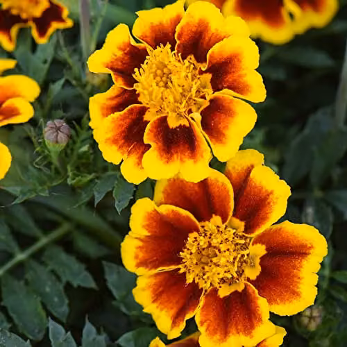 Thompson and Morgan French Marigold Single Legion of Honour Tagetes patula Heirloom Variety Flower Seeds, 100 Seeds per Packet – 2