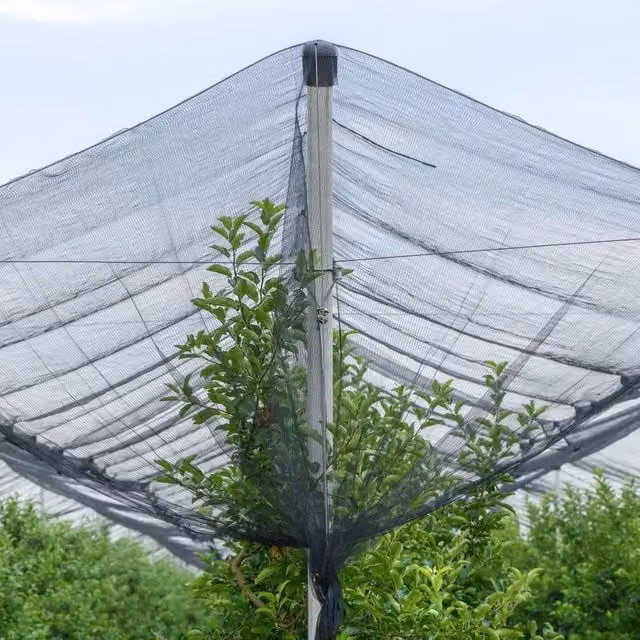 KORVIXA Black Anti Bird Netting with 50 Cable Ties, 10 x 6 m – 1