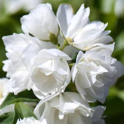 Thompson & Morgan Philadelphus Virginal Ornamental Shrub, White Double Flowers, 1 Litre Pot – 1