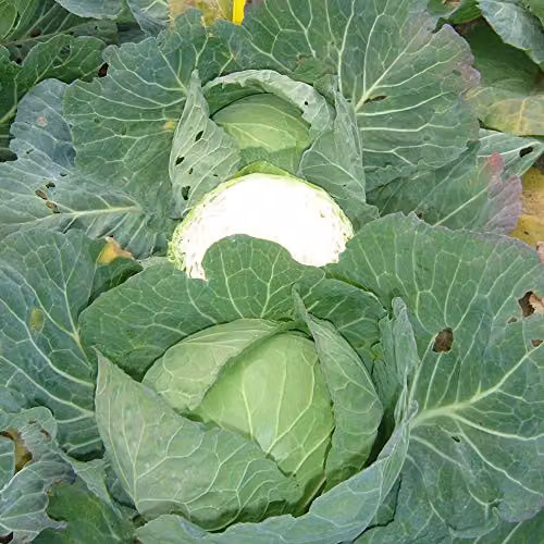Thompson & Morgan Cabbage F1 Hybrid Vegetable Seeds, White and Green Brassica, 1 Packet – 2