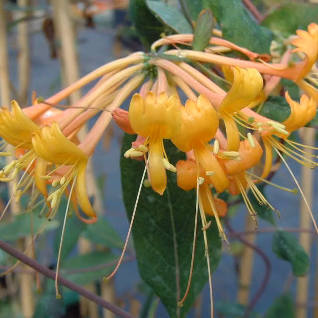 Plants By Post Lonicera Mandarin Climber with Orange and Yellow Flowers
