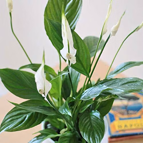 Thompson and Morgan Spathiphyllum Peace Lily Flowering Indoor Perennial House Plant, 1 x 9cm Pot – 5