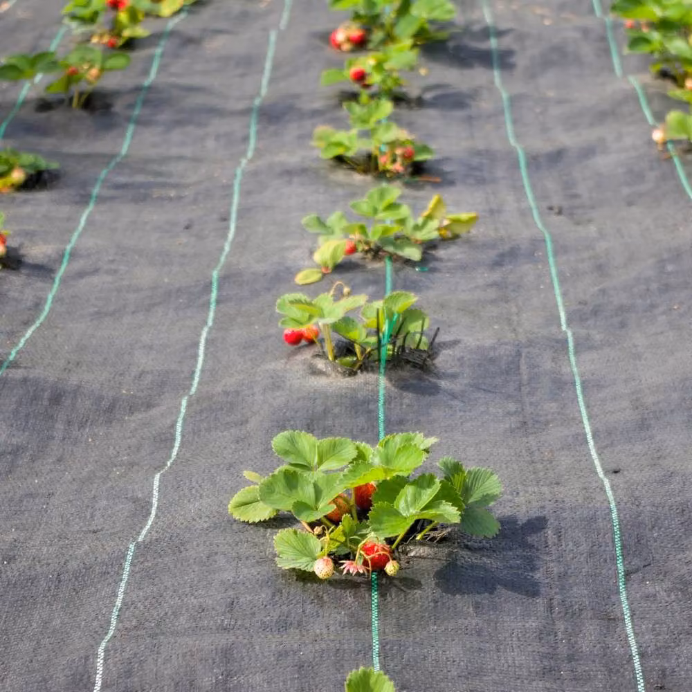 VOGREX Heavy Duty Black Weed Control Fabric Membrane, W: 2 m, L: 25 m – 2